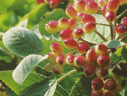 viburnum